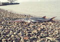 Chinese paddlefish, Salah Satu Ikan Terbesar di Dunia Telah Punah