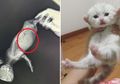 Cewek Ini Periksakan Anak Kucingnya karena Khawatir Perutnya Bengkak, tapi Ternyata ...