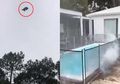 Viral Babi Dilempar dari Helikopter ke Kolam Renang, Pemilik Rumah yang Mengamuk karena 'Lelucon' Itu Ternyata Bukan Orang Sembarangan!