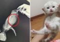 Wanita Ini Panik Melihat Perut Kucingnya Menggelembung tanpa sebab yang jelas, Terungkap Fakta Mengejutkan Dibaliknya!