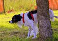 Banyak yang Nggak Tahu, Ternyata Anjing Sering Kencing Menghadap Utara, Mengapa?