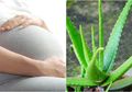 Tidak Hanya untuk Kecantikan, Lidah Buaya pun Punya Manfaat Bagi Wanita Selama Kehamilan, Salah Satunya Ringankan Rasa Sakit, Mau Coba?