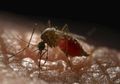 Rekayasa Genetik Ini Berhasil Bikin Nyamuk Nggak Lagi Sebarkan Virus Demam Berdarah