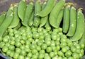 Berantas Stunting: Dari Kacang Polong Bisa Cegah Anak Tumbuh Pendek hingga Tingkatkan Perkembangan Otak Janin dalam Kandungan