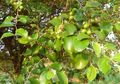 Coba Minum Air Rebusan Daun Bidara yang Dipercaya Ampuh Obati Sihir Ini, Rupanya Punya Manfaat Ajaib untuk Tubuh, Salah Satunya Turunkan Kolesterol!