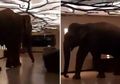Viral Video Mengejutkan, Seekor Gajah Besar Kepergok Santai Jalan-jalan di dalam Hotel Bintang Lima, Terungkap Fakta Unik Dibaliknya