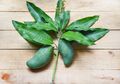 Punya Khasiat Antidiabetes, Minum Air Rebusan Daun Mangga Setiap Hari Untuk Turunkan Gula Darah