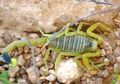 Deathstalker Scorpion, si Ganas dari Israel, Racunnya Jadi Primadona Incaran Perusahaan Medis Dunia, Ini Alasannya