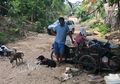Naik Gerobak, Pria Ini Keliling Negaranya untuk Selamatkan Anjing Terlantar, Sudah 500 Ekor Lebih!