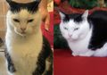 Punya Wajah Judes Sampai Kelakuan Agresif, Kucing Ini Dapat Gelar Terburuk di Dunia, Suka Pura-pura Sakit Biar Dapat Perhatian