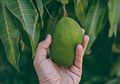 Lebih Ampuh dari Skincare, Nyatanya Mangga Bisa Hilangkan Komedo Sampai Keriput! Begini Cara Pakainya