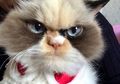 Punya Wajah yang Selalu Terlihat Marah, Kucing Lucu Ini Dinobatkan sebagai 'The New Grumpy Cat'