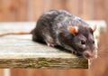 Tanpa Racun, Lakukan Cara Aman Ini untuk Usir Tikus yang Berkeliaran di Rumah