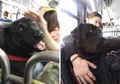 Lucu Banget, Anjing Ini Pergi ke Taman Naik Bus Sendirian Tiap Hari!