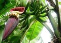 5 Manfaat Jantung Pisang untuk Wanita, Termasuk Bisa Kurangi Perdarahan Menstruasi Lho!