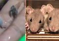 Viral Bakso Diduga Berbahan Daging Tikus Beredar Luas, Pedangang Berkelit Ngaku Tak Tahu Apa-apa