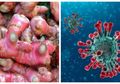 Membentengi Diri dari Virus Corona dengan Jahe Merah, Apa Sih Khasiat Rempah yang Satu Ini?