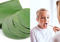 Tidak Hanya untuk Pembungkus Makanan Daun Pisang pun Bermanfaat untuk Kesehatan, Salah Satunya Obat Alami Radang Tenggorokan