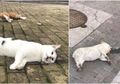 Tepat Setahun Lalu di China, Begini Kronologi Lempar Kucing dan Anjing dari Jendela Apartemen yang Sempat Buat Geram Warga Dunia!