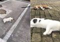 Kucing-kucing dan Anjing di China Dilempar dari Jendela hingga Mati, Pemiliknya Takut Tertular Virus Corona yang Sudah Menginfeksi 11.000 Orang, Bagaimana Kebenarannya?