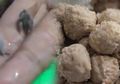 Viral Bakso Dibuat dari Bahan Tikus Disertai Kaki Tikus, Omsetnya Turun Jutaan Rupiah, Begini Faktanya