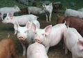 Babi Mati Mendadak di Bali Capai 888 Ekor di 2020, Peternak Sayangkan Hasil Lab Tak Kunjung Keluar, Apa yang Terjadi?