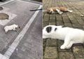 Miris, Kucing dan Anjing Dilempar dari Gedung karena Dianggap Bisa Menyebarkan Virus Corona