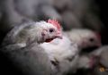 Kabar Baik Bagi Para Peternak Ayam, Pemerintah Siap Beli Ayam Peternak Jatim Agar Keuntungan Kembali Kepada Para Peternak yang Terdampak Covid-19