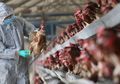 Kembali Telan Pil Pahit, Warga China Kembali Digegerkan Ancaman Flu Burung Menjangkit Ditengah Maraknya Kasus Virus Corona