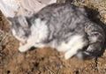 Khawatir Terjangkit Virus Corona, Kucing Ini Dibakar Hidup-hidup ketika Pemiliknya DIkarantina di Rumah Sakit