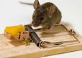 Tikus Dijamin Tak Mau Kembali Lagi Usai Diusir dengan 3 Bumbu Dapur Ini, Tak Perlu Gunakan Racun dan Obat Hama!