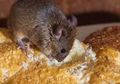 Sangat Terganggu dengan Ulah Tikus di Rumah? Ini Cara Tepat Mengatasinya!