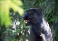 Black Panther yang Langka Kembali Ditemukan di Sri Lanka