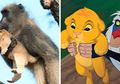 Seekor Babun Tertangkap Kamera Gendong Anak Singa Seperti Adegan 'The Lion King'
