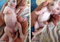 Mirip Kevin di Film Animasi 'Minion', Anak Anjing Ini Viral Karena Punya Satu Mata di Tengah Wajah