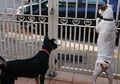 Alami Kecelakaan, Nyawa Pria Ini Tertolong Berkat Gonggongan Dua Ekor Anjing