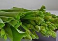 Siapa Sangka Konsumsi Rutin Tanaman Daun Genjer, Ternyata Dapat Menghancurkan Lemak dalam Tubuh Secara Drastis