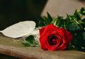 Tak Harus Selalu Bunga Mawar, Beberapa Jenis Bunga Ini Memiliki Arti yang Indah dan Cocok Diberikan pada Pasangan saat Valentine