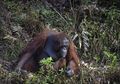 Viral Foto Orangutan Ulurkan Tangan untuk Beri Bantuan Penjaga Hutan yang Nyemplung ke Sungai