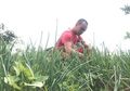 Indonesia Dilema Impor Bawang Karena Corona, Harusnya Petani Millenial Seperti Sosok Ini 'Didorong Lagi' Supaya Berhasil Produksi Bawang, Ini Kiprahnya