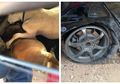 Nekat Curi 3 Sapi dengan Mobil MPV, Beginilah Nasib Pencuri Setelah Ban Mobil Meledak