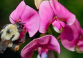 Perubahan Iklim Semakin Parah, Lebah Bumblebee Terancam Punah