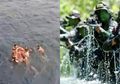 Detik-detik 7 Anggota Kostrad TNI dengan Cekatan Nyebur ke Tengah Laut, Berawal dari Dengar Teriakan Histeris Minta Tolong, Evakuasi Penumpang yang Terjatuh dari Kapal Leuser