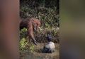 Kisah di Balik Foto Viral Orang Utan Ulurkan Tangan ke Pria yang Masuk ke Kolam Penuh Ular, Sang Pria Ternyata Memilih Menjauh Karena Alasan Ini