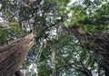 Pria Ini Rela Makan Daun dan Kayu untuk Bertahan Hidup Selama 25 Tahun, Adakah Dampak Buruk Bagi Tubuhnya?