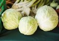Ingin Terhindar dari Penyakit Kronis Seperti Kanker Paru-paru? Ternyata Makan Sayur Kol Bisa Jadi Jawabannya