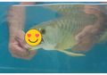Pria ini Jadi Kaya Mendadak Usai Tiba-tiba Temukan Hal Mengejutkan ini dalam Mulut Ikan Arwana yang Baru Dibelinya!