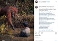 (Foto) Momen Menyentuh Saat Seekor Orangutan Mengulurkan Tangan ke Pria yang Masuk ke Kolam Penuh Ular