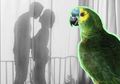Kicauan Burung Beo yang Seperti Rayuan Bongkar Perselingkuhan Suami & Pembantu, Istri Syok, Paham Kalimat yang Dimaksud