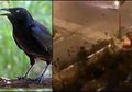 Identik dengan Pertanda Petaka, Ribuan Burung Gagak Terbang di Atas Kota Wuhan, Pusat Penyebaran Virus Corona